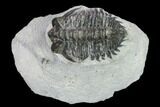 Bargain, Coltraneia Trilobite Fossil - Huge Faceted Eyes #134372-1